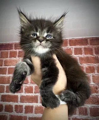 Maine Coon kitten