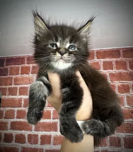 Maine Coon kitten