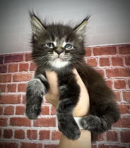 Maine Coon kitten