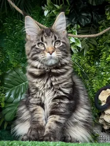 Котенок мейн-кун