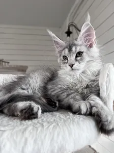 Gloria