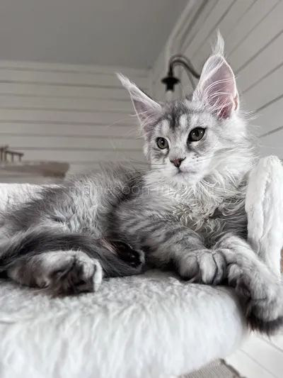 Gloria — Maine Coon kitten, Black Silver marble, rossetes blotched MCO ns 25