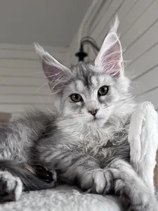 Gloria