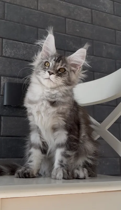 Maine Coon kitten Black Silver Classic Tabby MCO ns 22 Girl