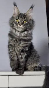 Maine Coon kitten