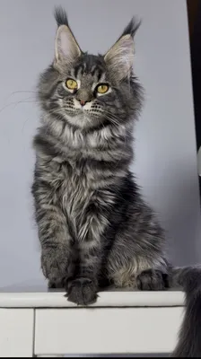 Maine Coon kitten