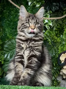 Котенок мейн-кун