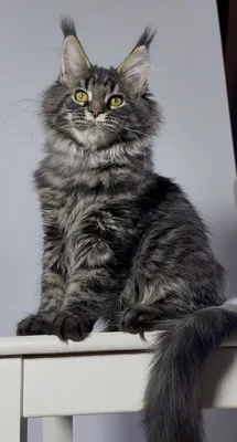 Maine Coon kitten
