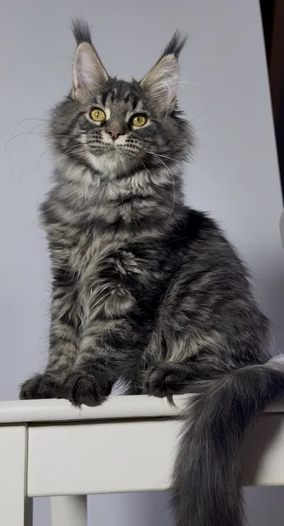 Maine Coon kitten