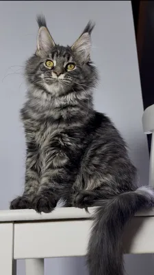 Maine Coon kitten