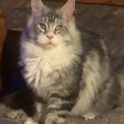 Котенок мейн-кун