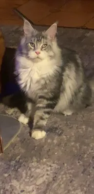 Котенок мейн-кун