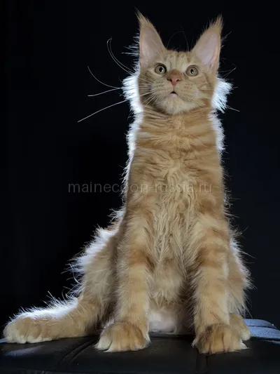 Elpachino — Котенок мейн-кун, Красный MCO d