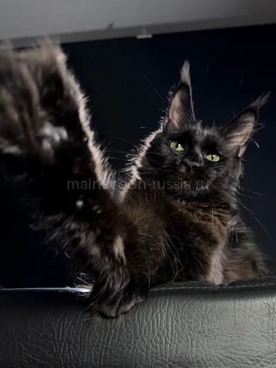 Beverly — Котенок мейн-кун, Черный MCO n