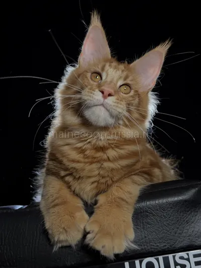 Crater — Maine Coon kitten, Red Classic Tabby MCO d 22