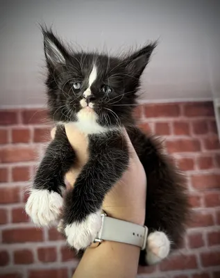 Maine Coon kitten