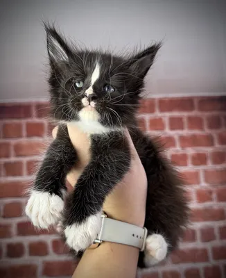 Maine Coon kitten