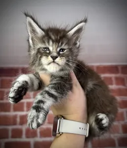 Maine Coon kitten