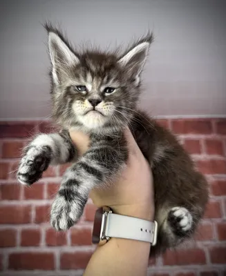 Maine Coon kitten
