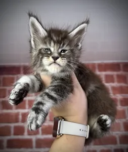 Maine Coon kitten