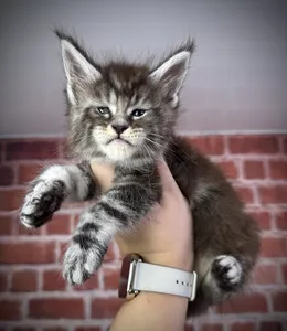 Maine Coon kitten