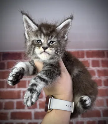 Maine Coon kitten