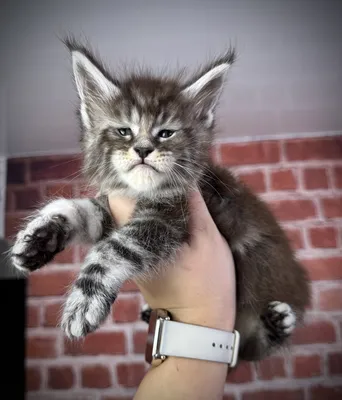 Maine Coon kitten