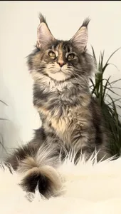 Maine Coon kitten