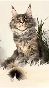 Maine Coon kitten