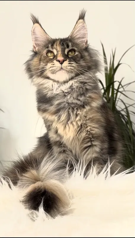 Maine Coon kitten Tortie Mac Tabby MCO f 23 Girl