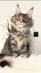 Maine Coon kitten