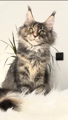 Котенок мейн-кун