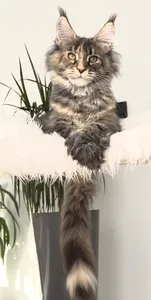 Maine Coon kitten