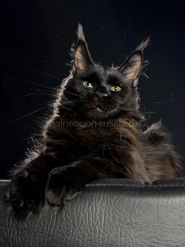 Maine Coon kitten Black MCO n Girl