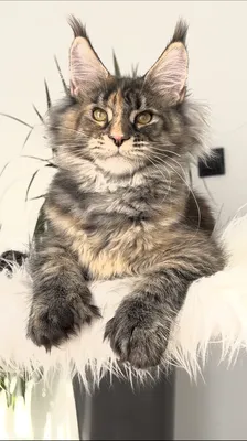 Котенок мейн-кун