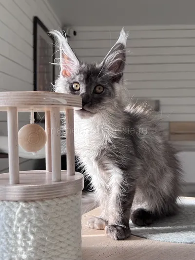 Gabrielle — Котенок мейн-кун, Черный дым MCO ns