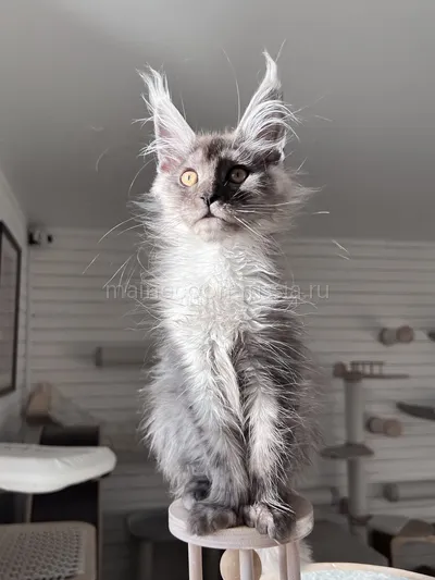 Gabrielle — Котенок мейн-кун, Черный дым MCO ns