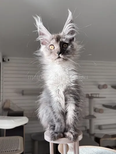 Gabrielle — Котенок мейн-кун, Черный дым MCO ns