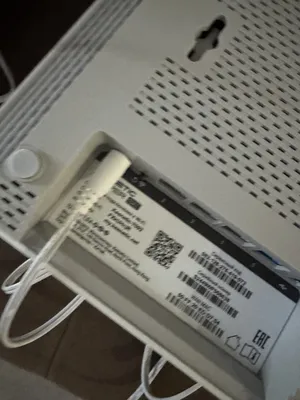 Котенок мейн-кун