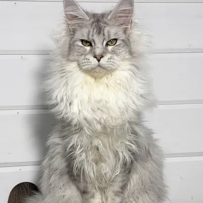 Котенок мейн-кун