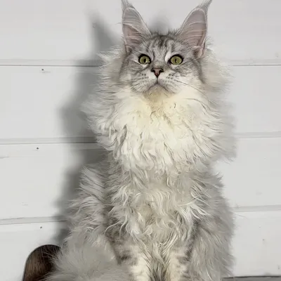 Котенок мейн-кун