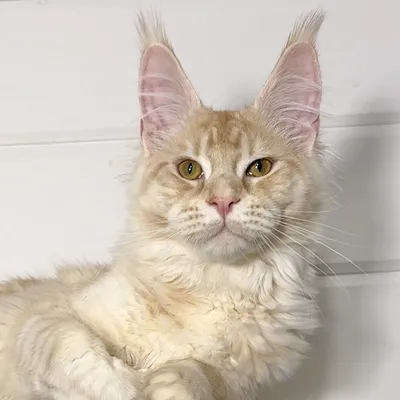 Котенок мейн-кун