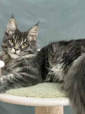 Maine Coon kitten