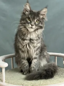 Котенок мейн-кун