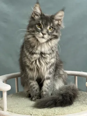 Maine Coon kitten