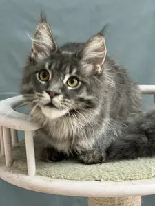 Котенок мейн-кун