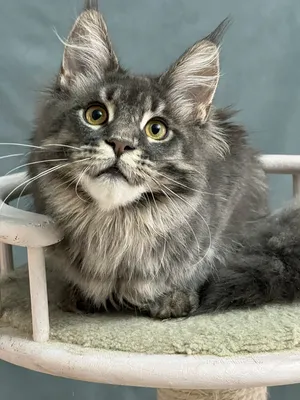 Maine Coon kitten