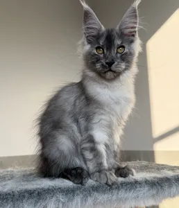Maine Coon kitten