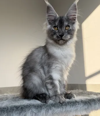 Котенок мейн-кун