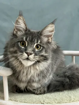 Maine Coon kitten